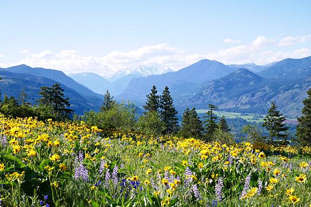 prati alpini pieno di fiori selvatici e innevate montagne. - spring landscape foto e immagini stock