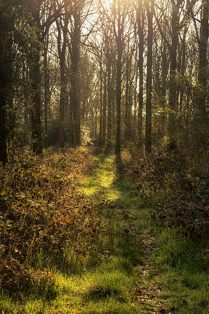 istock Stunning early morning forest landscape in Spring with sunlight 530562806
