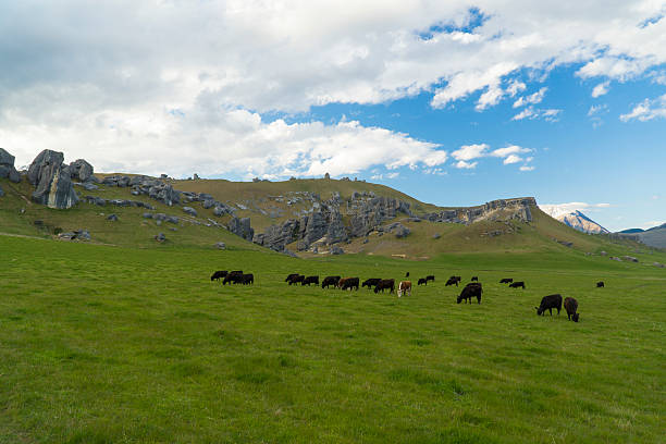 istock Castle Hill. New Zealand 530563161