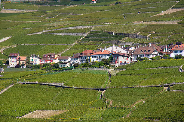 istock Lavaux region 530563469
