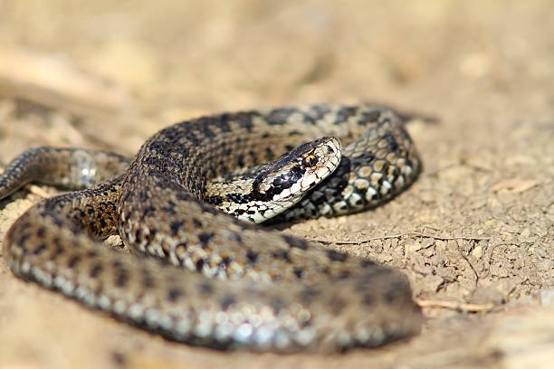 istock male meadow viper in situ 530563592