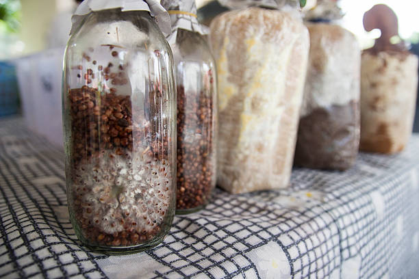 istock mushroom fungus in bottle 530563767