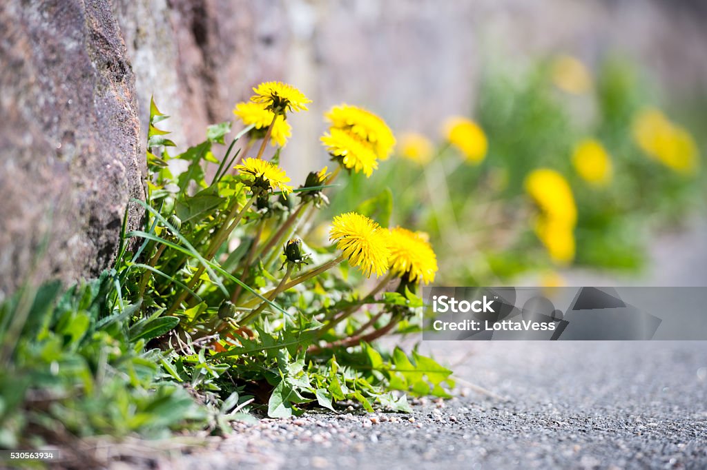 Tough dandelion finding a way Dandelions seem to remind us of being grateful for what we have and finding a way to blossom. Weeding Stock Photo