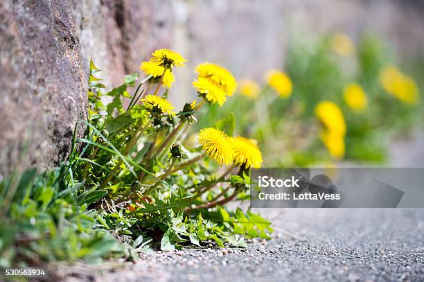 Tough Dandelion Finding A Way Stock Photo - Download Image Now - Weeding, Uncultivated, City