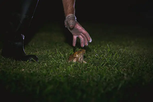Cane toad control and eradication by the collection of cane toads for destruction by picking them up with a gloved hand.