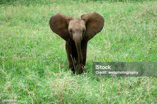 Elephant Baby Stock Photo - Download Image Now - Elephant Calf, Animal, Animal Trunk