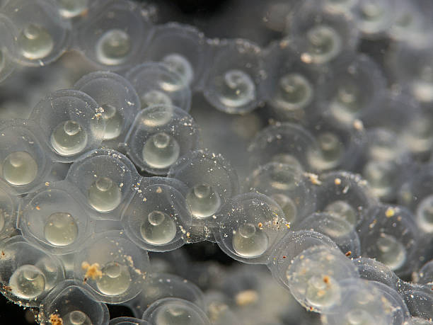 What Do Fish Eggs Look Like