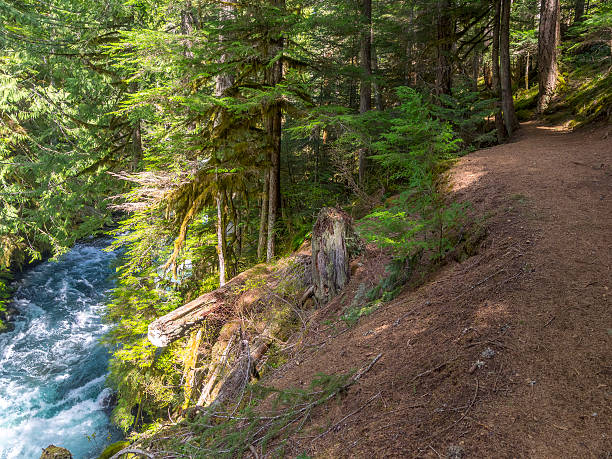 Trail along McKenzie River Oregon Waterfalls Loop Trail