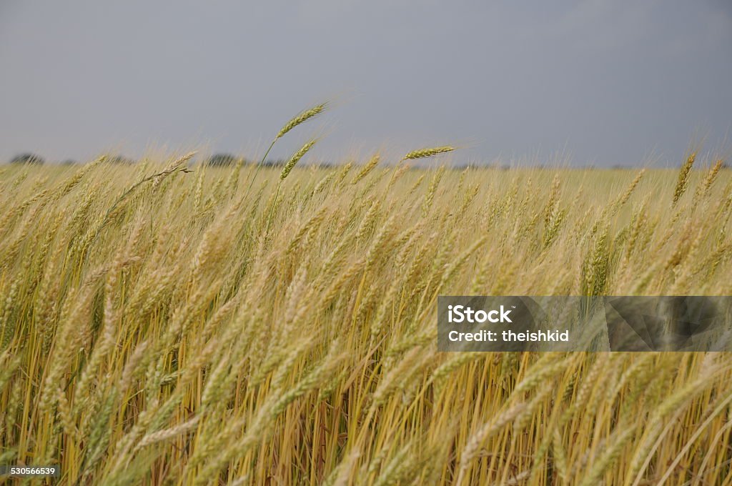 Wheat Field Large wheat field with storm approaching. Agricultural Field Stock Photo