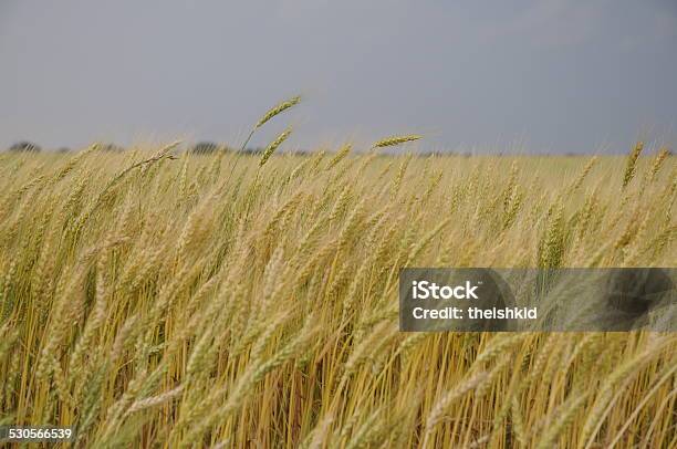 Wheat Field Stock Photo - Download Image Now - Agricultural Field, Cereal Plant, Environment