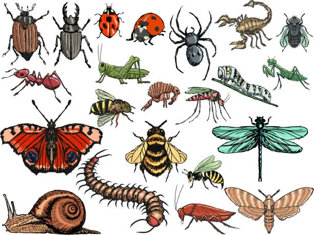 Vector illustration of set of insects