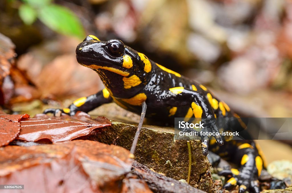 Fire salamander Fire salamander standing on the wet stone and autumn leaves, with photographer's reflection in the eye Black Color Stock Photo