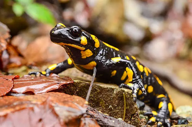 Photo of Fire salamander