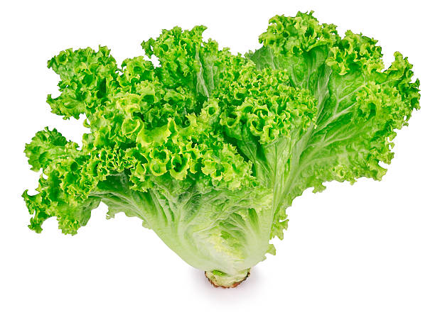 istock green lettuce isolated on white background 530567726