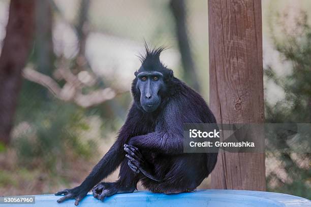 Crested Macaque Portrait Stock Photo - Download Image Now - Animal's Crest, Ape, Monkey