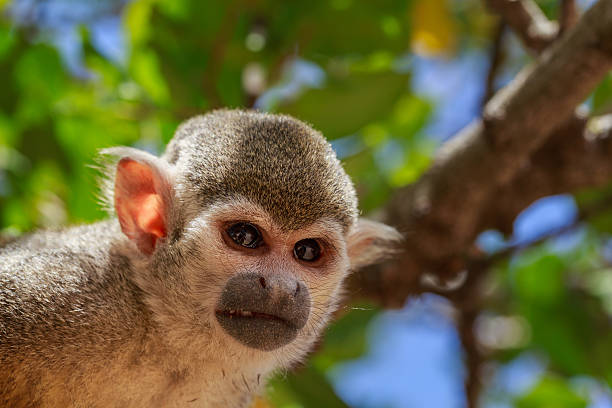 istock Closeup portrait of squirrel monkey 530568066