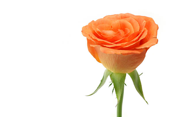 istock fresh orange rose flower close up 530568262