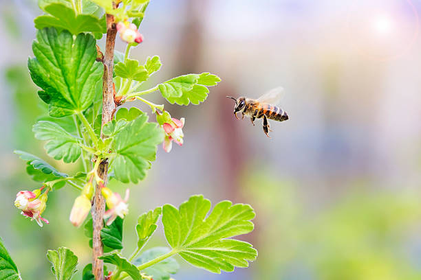 istock little bees flying over flowering branches in spring orchard 530568642