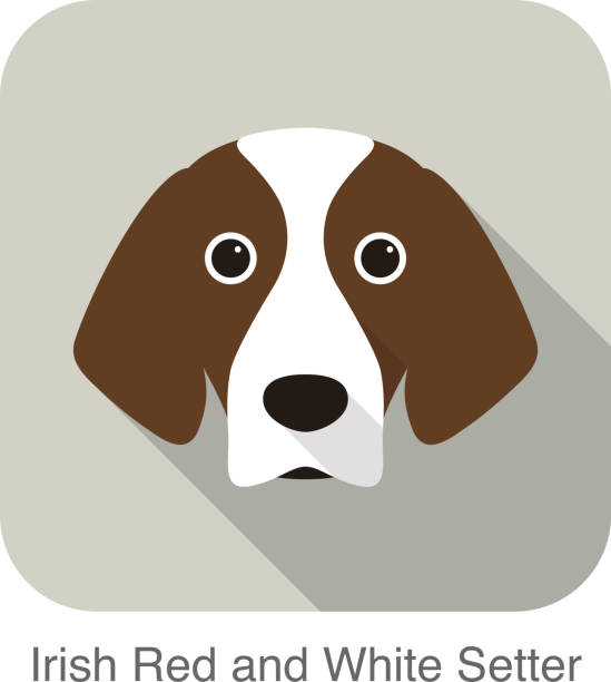 illustrations, cliparts, dessins animés et icônes de setter irlandais rouge et blanc portrait de chien terrier - irish terrier terrier dog puppy