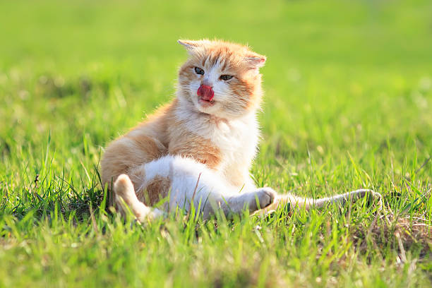 istock red cat on a green meadow  washes paws 530569392
