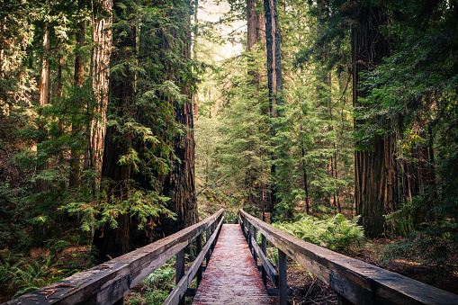 A trail bridge atop a fallen tree, among the redwood giants in the Montgomery Woods State Natural Reserve.