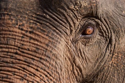 Sad and aged eye of elephant