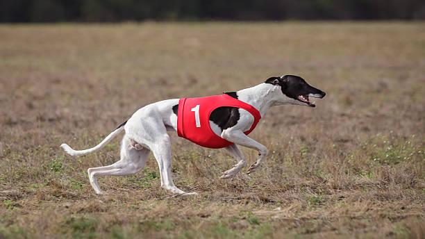 istock Coursing, passion and speed.  Whippet dog running. 530570336