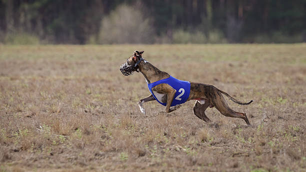 istock Coursing, passion and speed.  Whippet dog running. 530570482