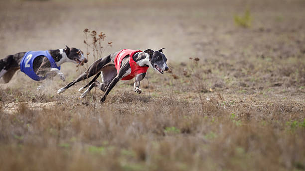 istock Coursing, passion and speed.  Whippet dog running. 530570516