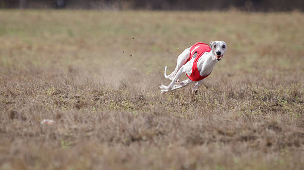 istock Coursing, passion and speed.  Whippet dog running. 530570542