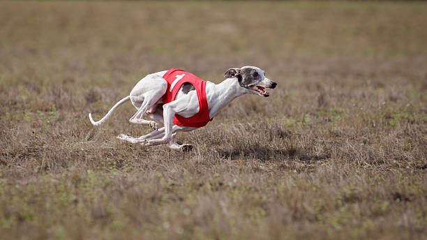 istock Coursing, passion and speed.  Whippet dog running. 530570580