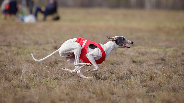istock Coursing, passion and speed.  Whippet dog running. 530570632