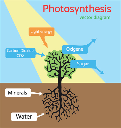 Photosynthesis diagram. Schematic illustration of the photosynthesis process. 