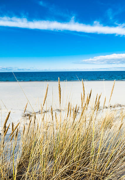 istock Beautiful beach sea landscape. Sandy beach and grass sand dune 530572192