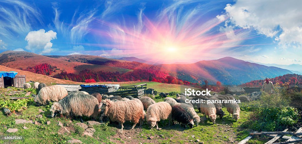 Transcarpathian pastures in autumn On pastures near the beautiful mountain peaks live in huts Hutsul shepherds Ukraine herding sheep in summer. Sometimes they remain until the fall, do not come until the cold Agriculture Stock Photo