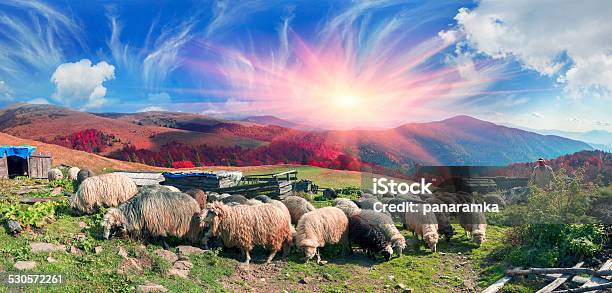 Transcarpathian Pastures In Autumn Stock Photo - Download Image Now - Agriculture, Animal, Autumn