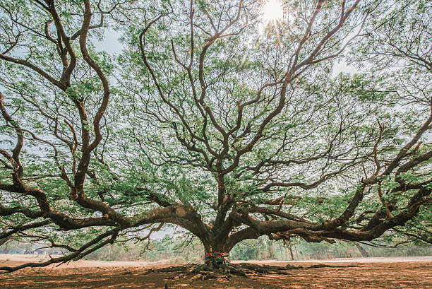 chuva árvore gigante em karnchanaburi, tailândia - saman tree - fotografias e filmes do acervo