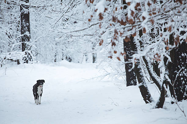 istock Dog walks among snow covered trees in winter forest 530573725