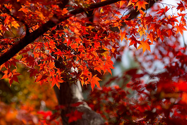 Japanese maple leaves in autumn stock photo