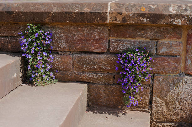 istock Flowers in the wall 530574346
