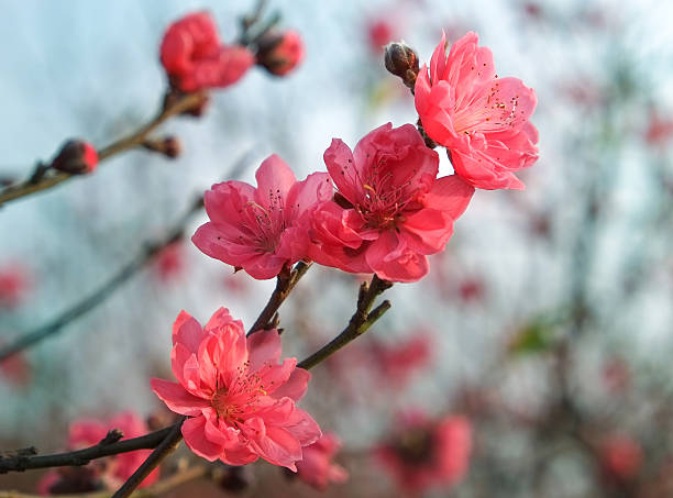 istock Blooming tree in spring with pink flowers 530574402