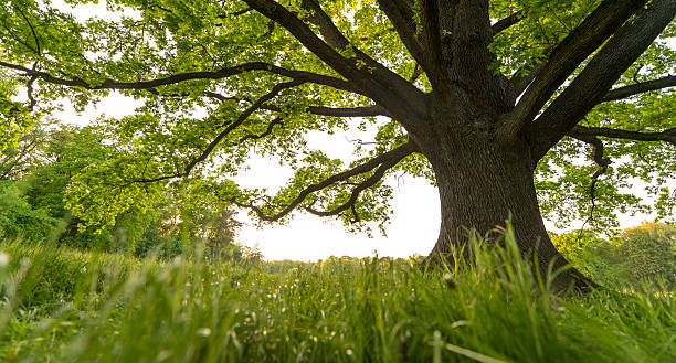 istock Old Oak tree canopy in spring from frog's-eye grass perspective. 530574498