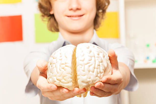 istock Smiling boy holding cerebrum model at his hands 530574570