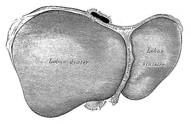 人体解剖学の科学的イラスト：肝臓 - engraved image engraving liver drawing点のイラスト素材／クリップアート素材／マンガ素材／アイコン素材