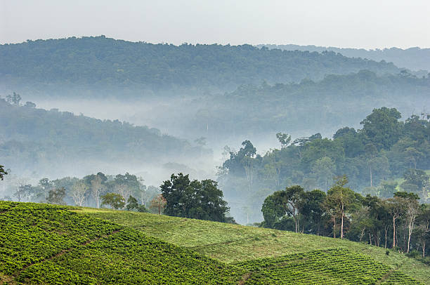 Gray morning fog over tea plantations Bwindi. Gray morning fog over tea plantations Bwindi. Uganda. Africa. landscape fog africa beauty in nature stock pictures, royalty-free photos & images