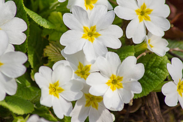 istock White flowers Primroses (Primula Vulgaris) on a bed 530577664