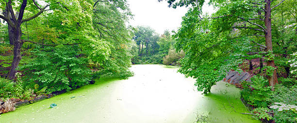 istock Central Park in New York City 530578260