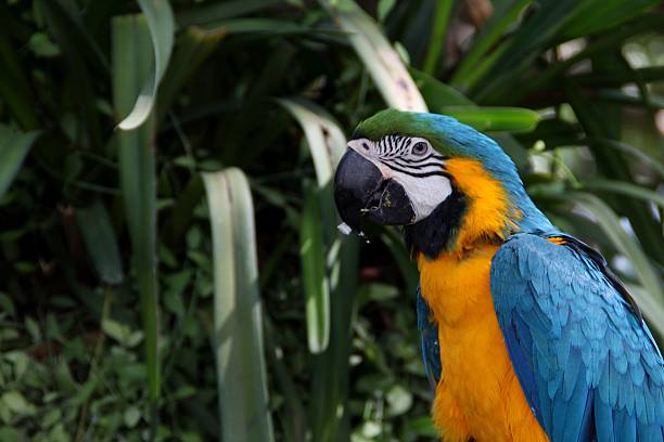 istock Macaw bird in garden 530579061