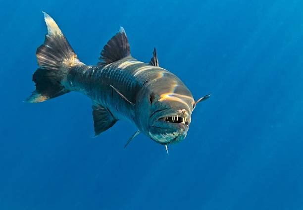 барракуда - predatory fish стоковые фото и изображения