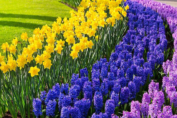 Colorful flowers blossom in spring garden